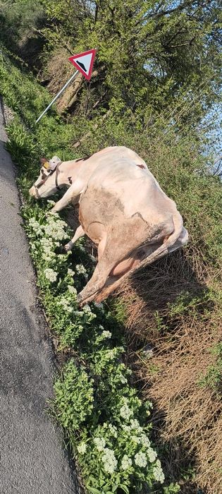 Vaca de vânzare.