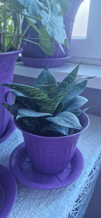 Цветы домашние 4.000