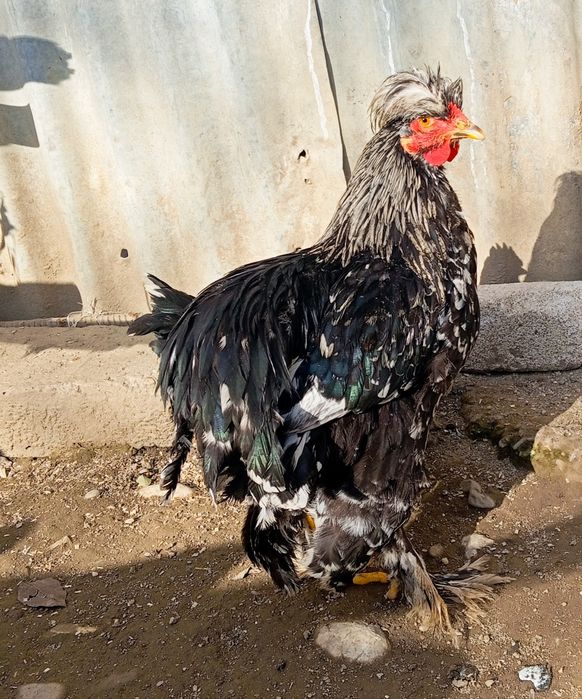 Cocoș și găini Moțate