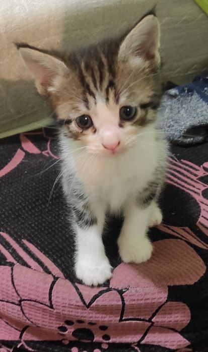 Отдам котят в заботливые руки.Им 1 месяц и 10 дней