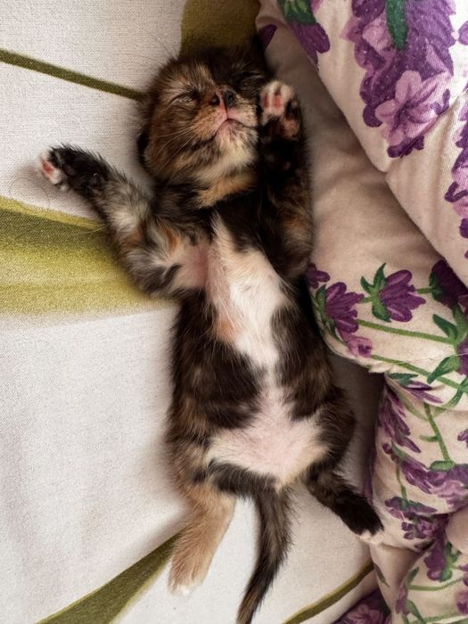 Котята котенок бесплатно
