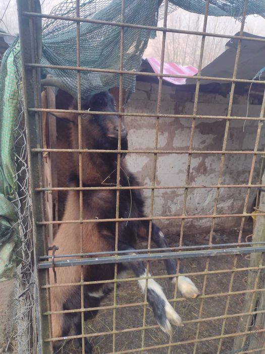 Vând țap alpin francez tânăr