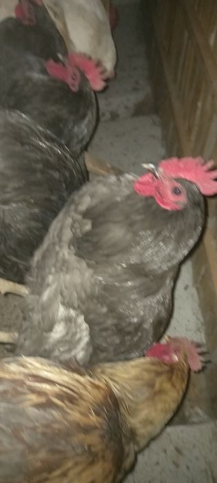 Породистые чёрные петухи