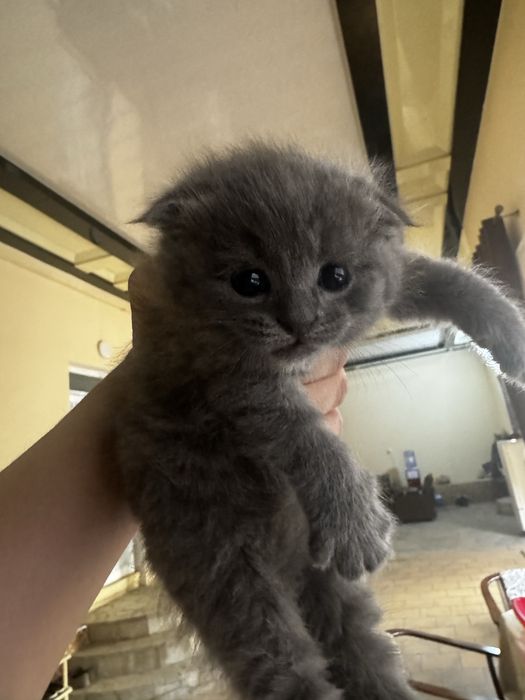 Котята-чертята продаю.