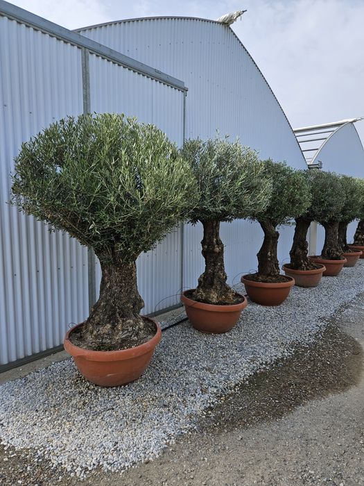 Măslini seculari calitate extra