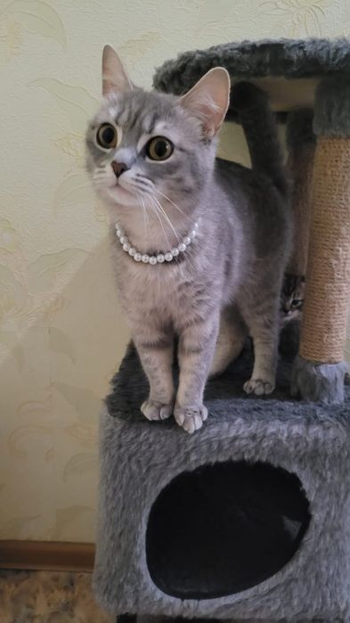 Продам двух котят