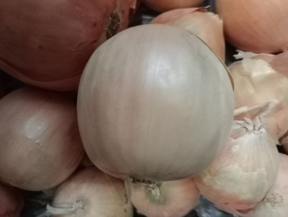 Лук сухой  доставка