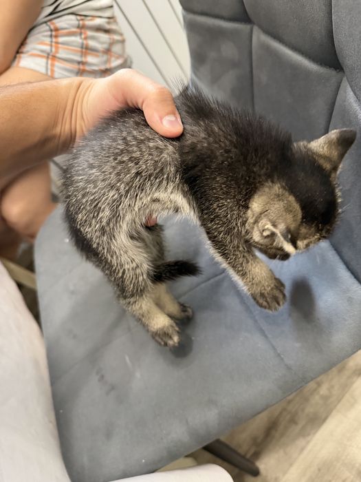 Шиншилла котенок