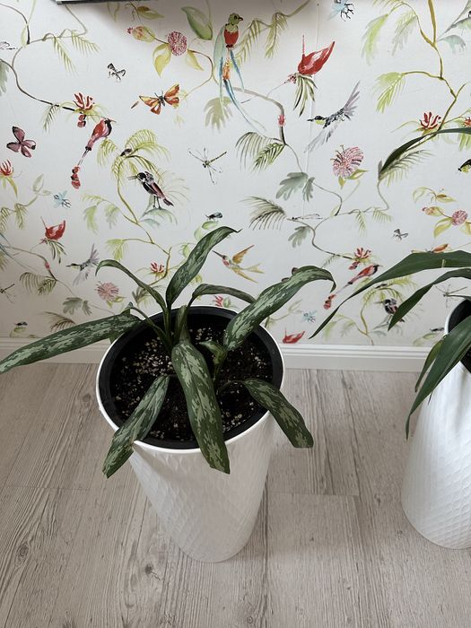 Комнатные цветы, комнатные растения