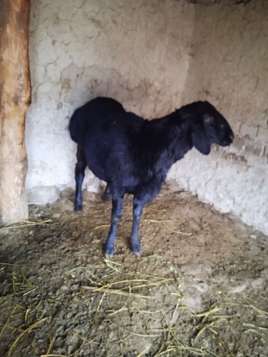 Кочкорлар сотилади!!!