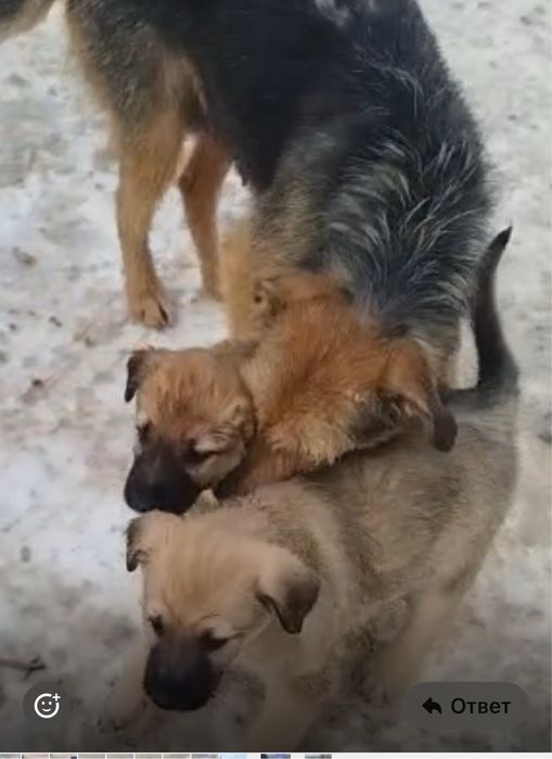 СобакаЩенокАктобе