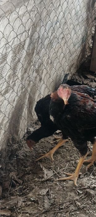 Дакандар сатылады.