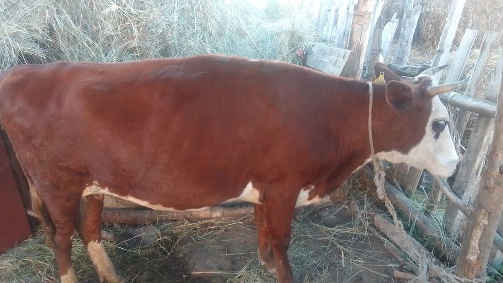 Продам коровы, телёнки