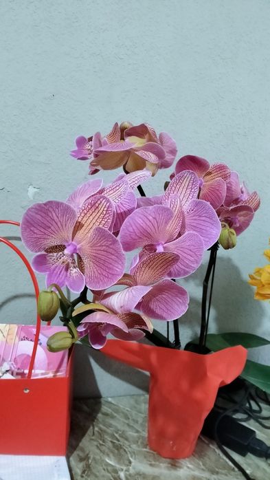 Orxideya uy guli | Орхидея
