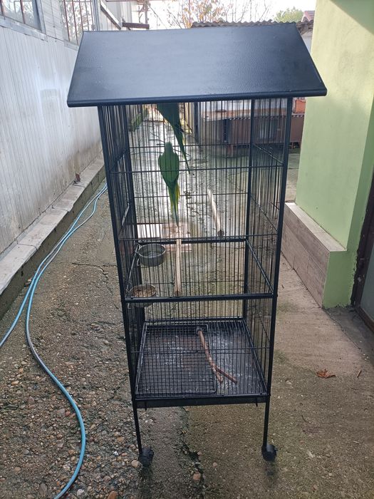 Pereche Micul Alexandru