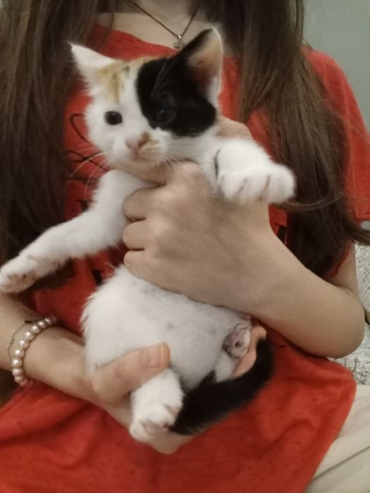 Подарявам котета,момиченца,обезпаразитени