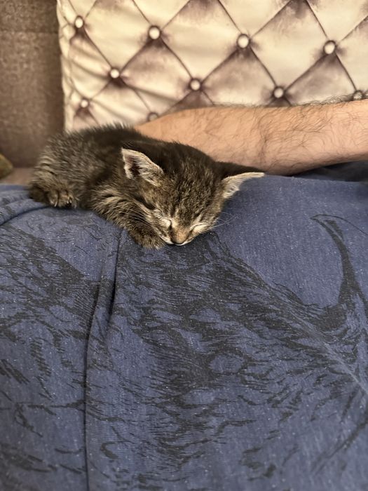 Отдам хорошие руки