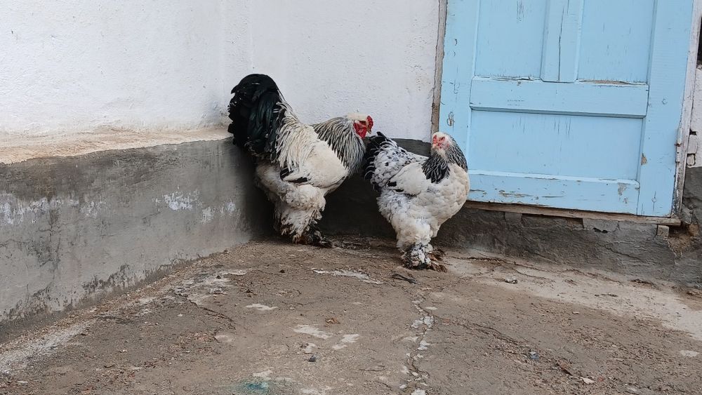 Tyomniy pux xuroz sotuvda