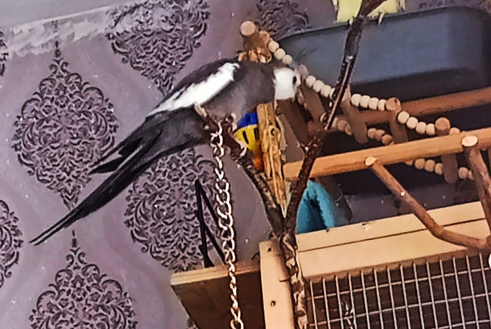 Продам самца кареллы