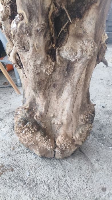 Пень карагача декоративный