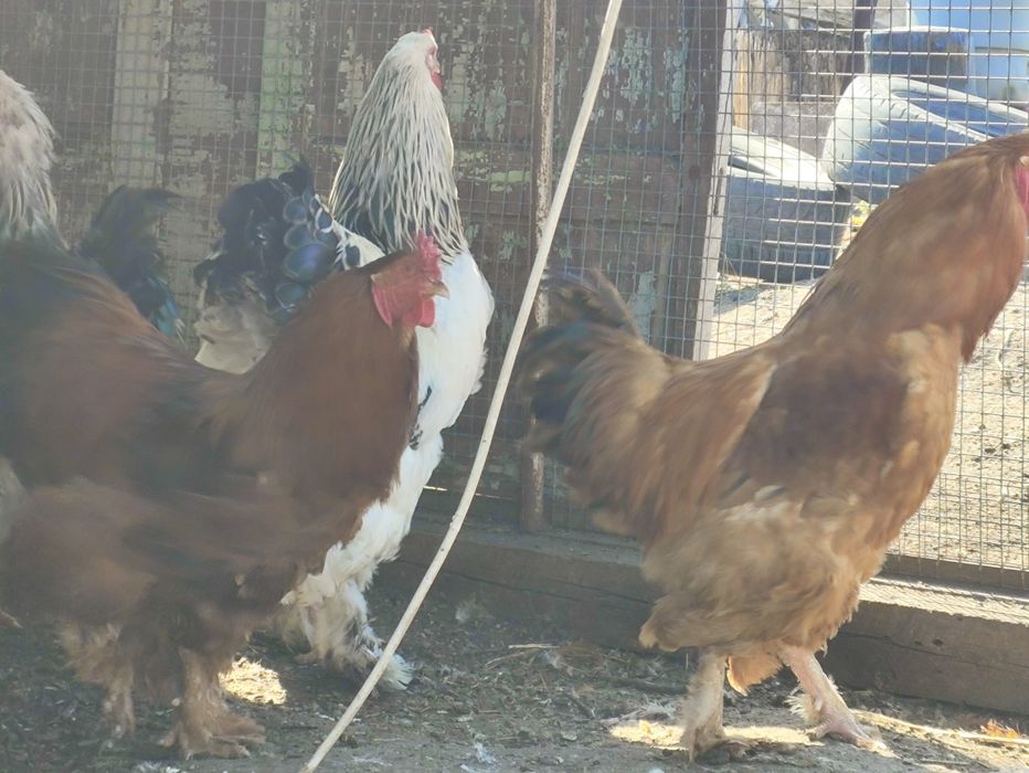 Продам петухов .