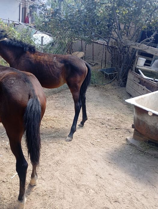 Тайлар сатылады.