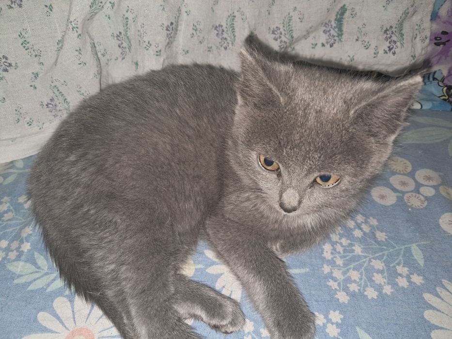 Отдам котёнка девочку в добрые руки