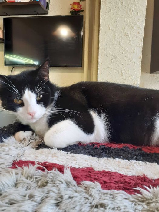 Черно-бяло мъжко коте търси дом