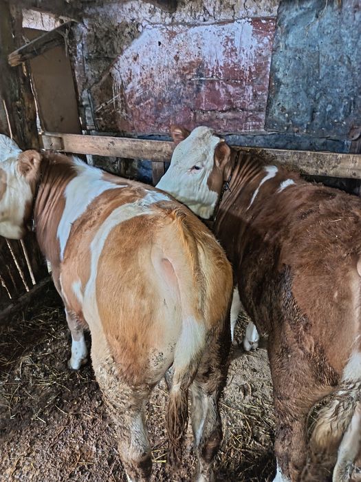 Vând marfa buna crescuta bio doi masculi și două femele