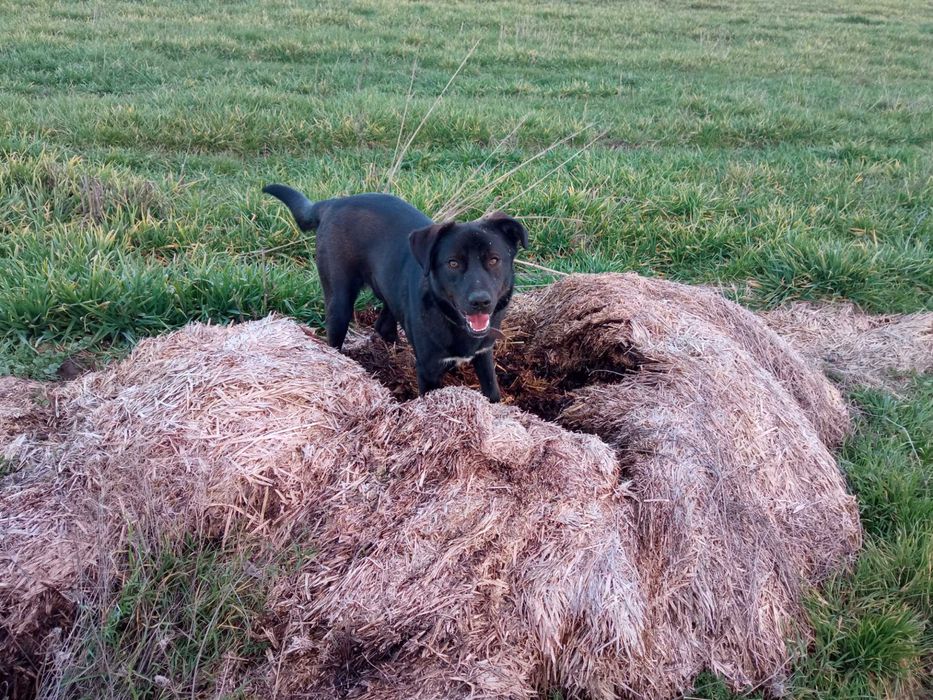 Макс си търси дом