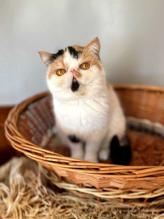 Продава се в развъждане котка, порода экзот. Родена 28.04.25.