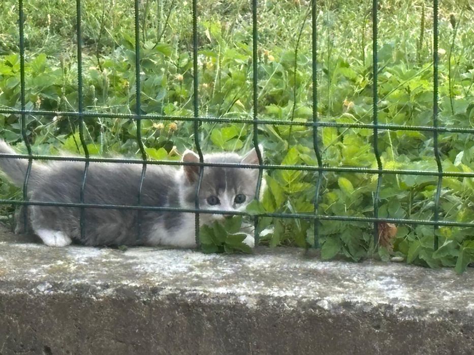 Donez pisică împreună cu puiuții ei unei familii iubitoare