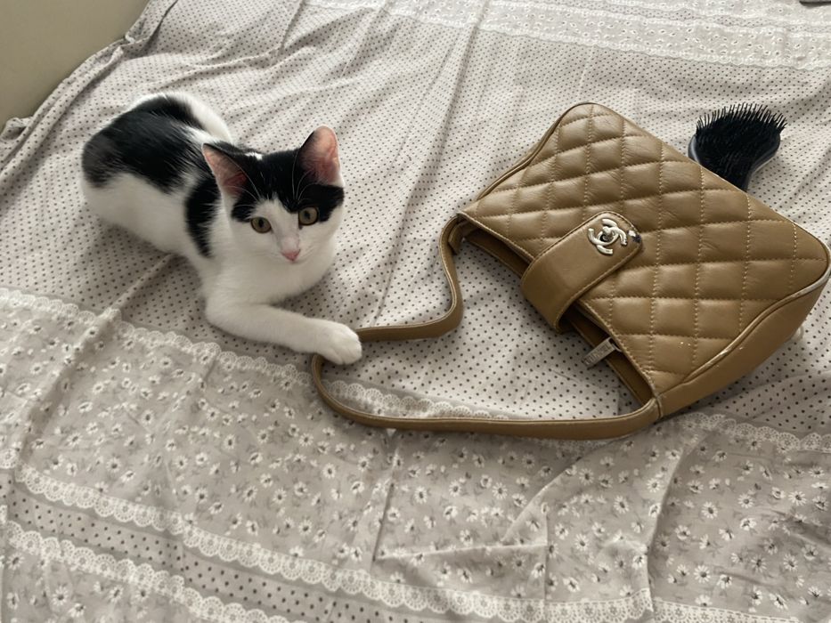 Котенок 4 месяца