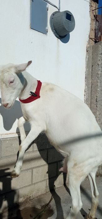 Коза зааненской породы.