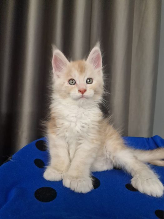 Мэйн Кун котенок