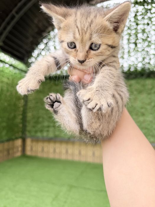 Шотландский кошки