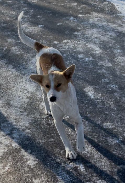 Ищу доброе сердечко и дом для собаки