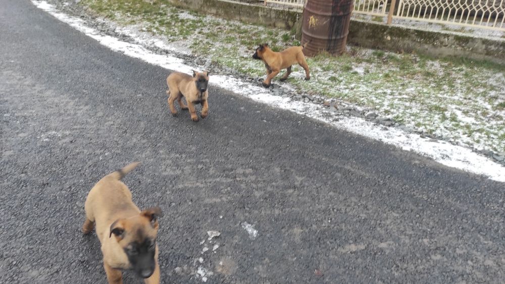 Donez pui Ciobanesc belgian malinois