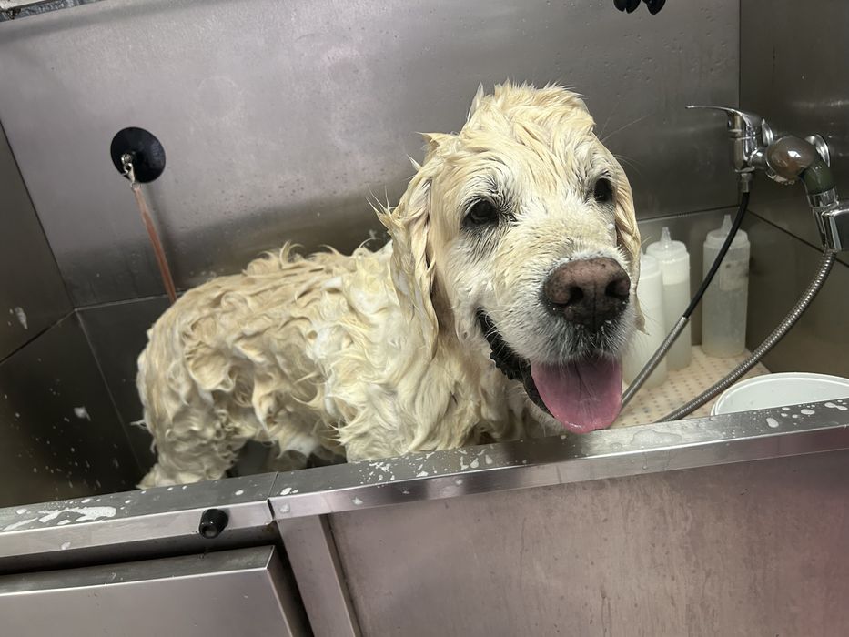 Предлагам груминг на кучета