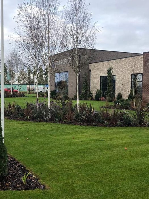 Vând catalpa globulară