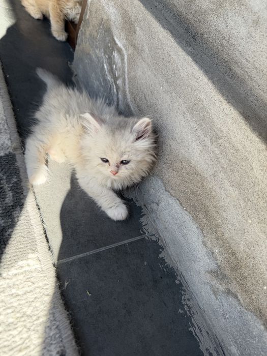 Котята породистые шиншилы