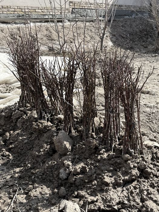 Мевали кучатлар оптом. Mevali ko'chatlar bor. 15 000 сум