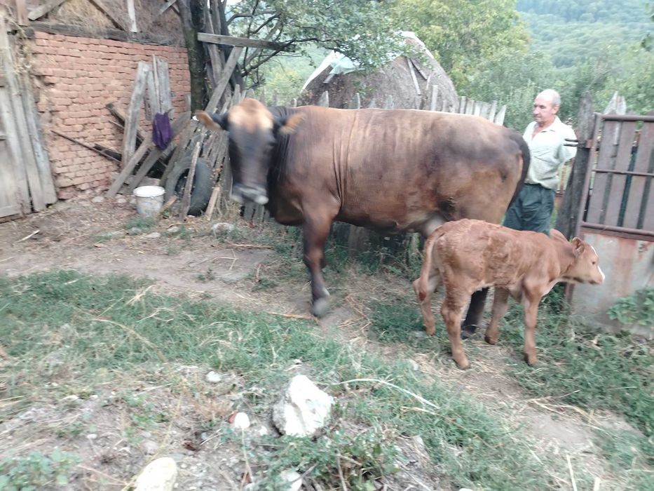 Vaca cu vițel de vanzare
