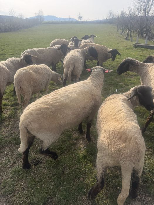 De vanzare Oi suffolk