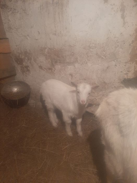 Коза с козленком