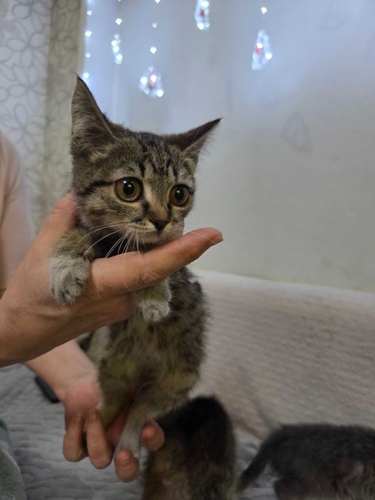 Котята маленьки красивые