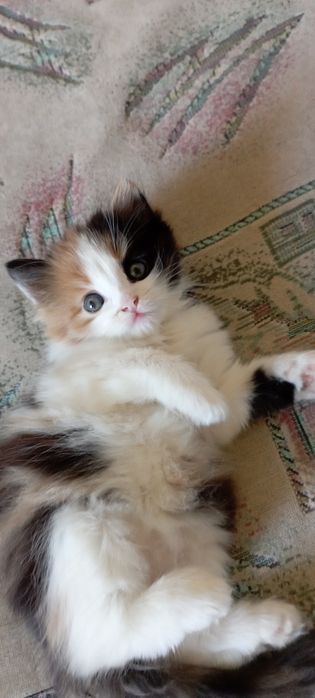 Отдам котенка девочка