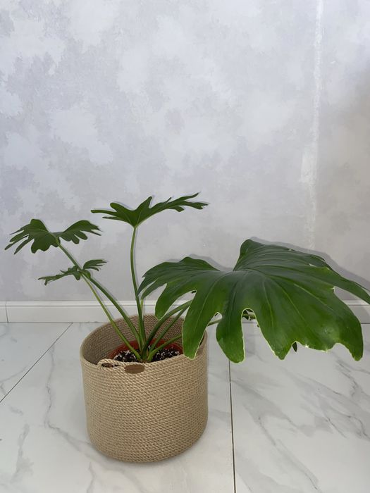 филодендрон село эксклюзив адаптированый