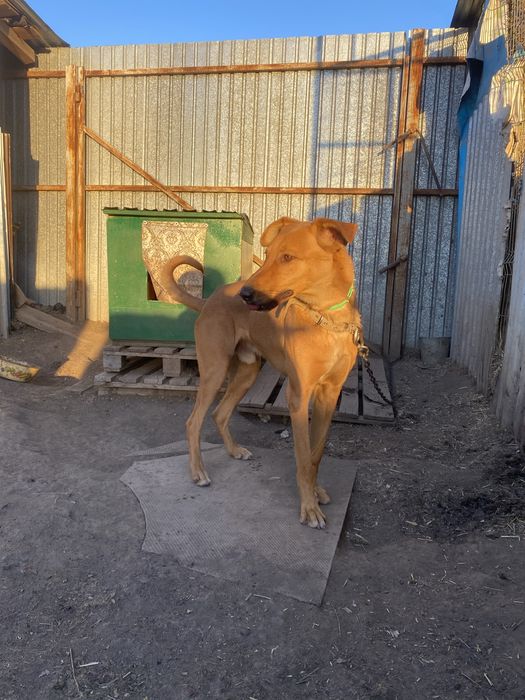 Кабель, собака, пес в добрые руки