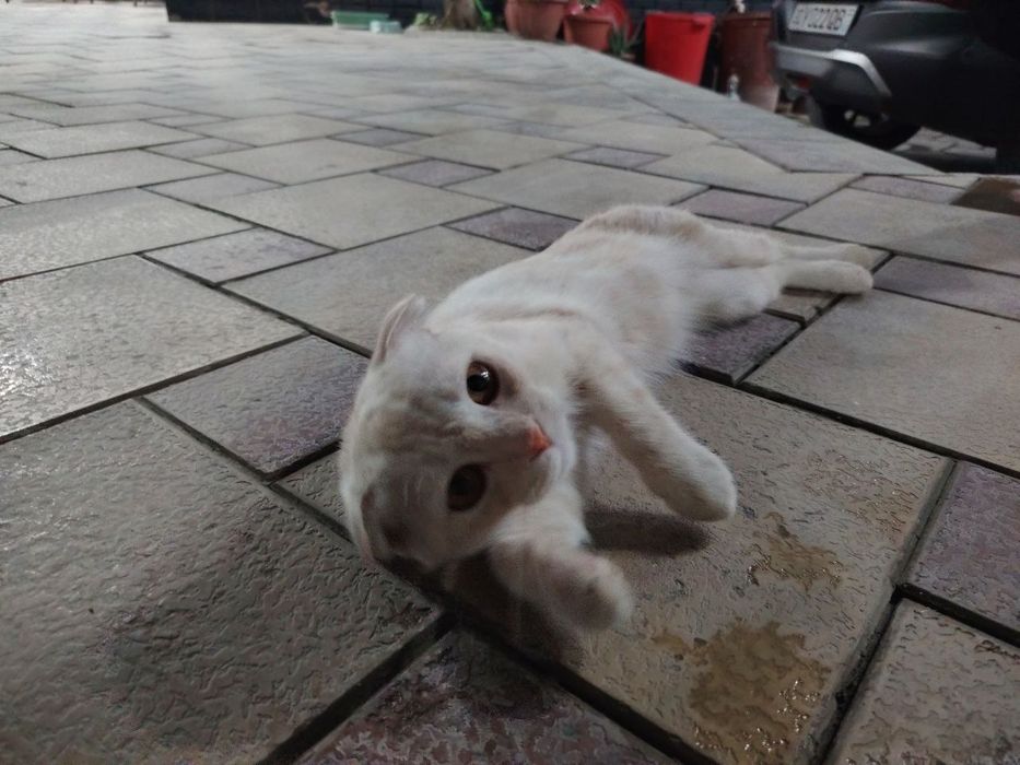 Кошка, шотландская парода ,(мальчик)